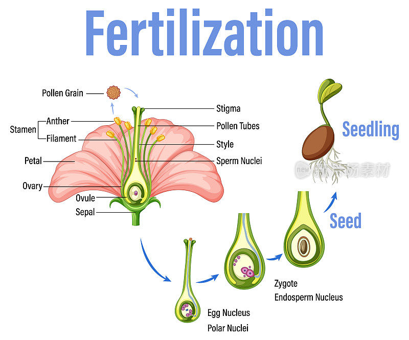 Diagram showing fertilization in flower